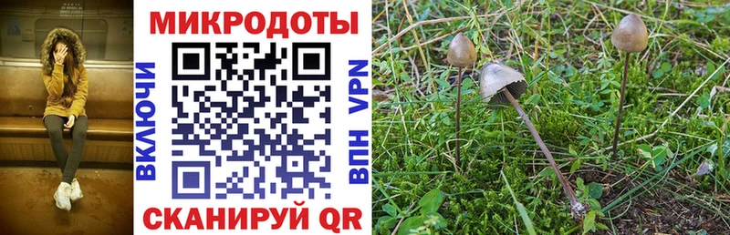 МЕГА ONION  что такое наркотик  Трубчевск  Галлюциногенные грибы Psilocybine cubensis 